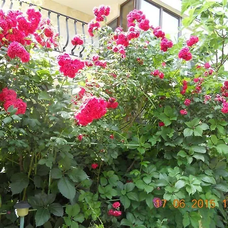 Diana Guest house