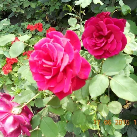 Guest house Diana 2*