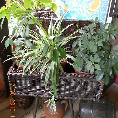 Diana Guest house